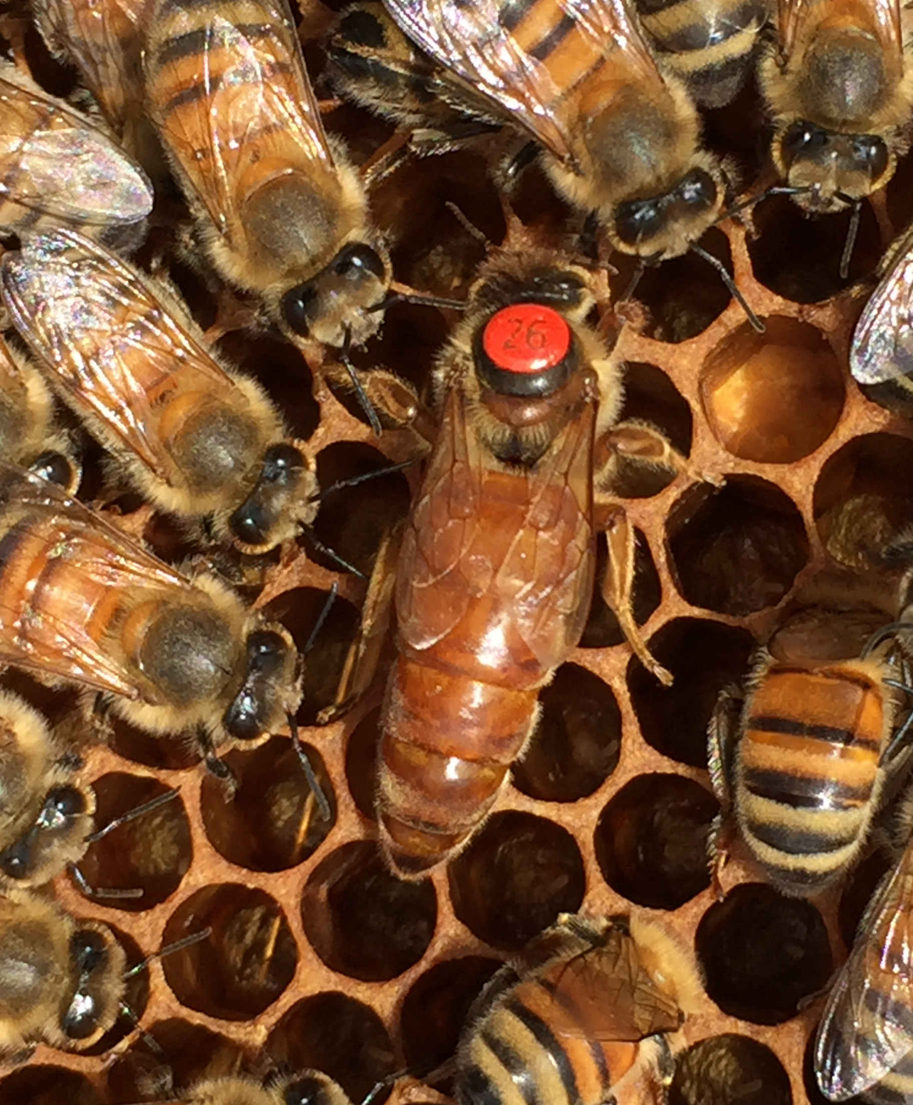 Bienenkönigin Buckfast Inselbegattet Greifswalder Oie